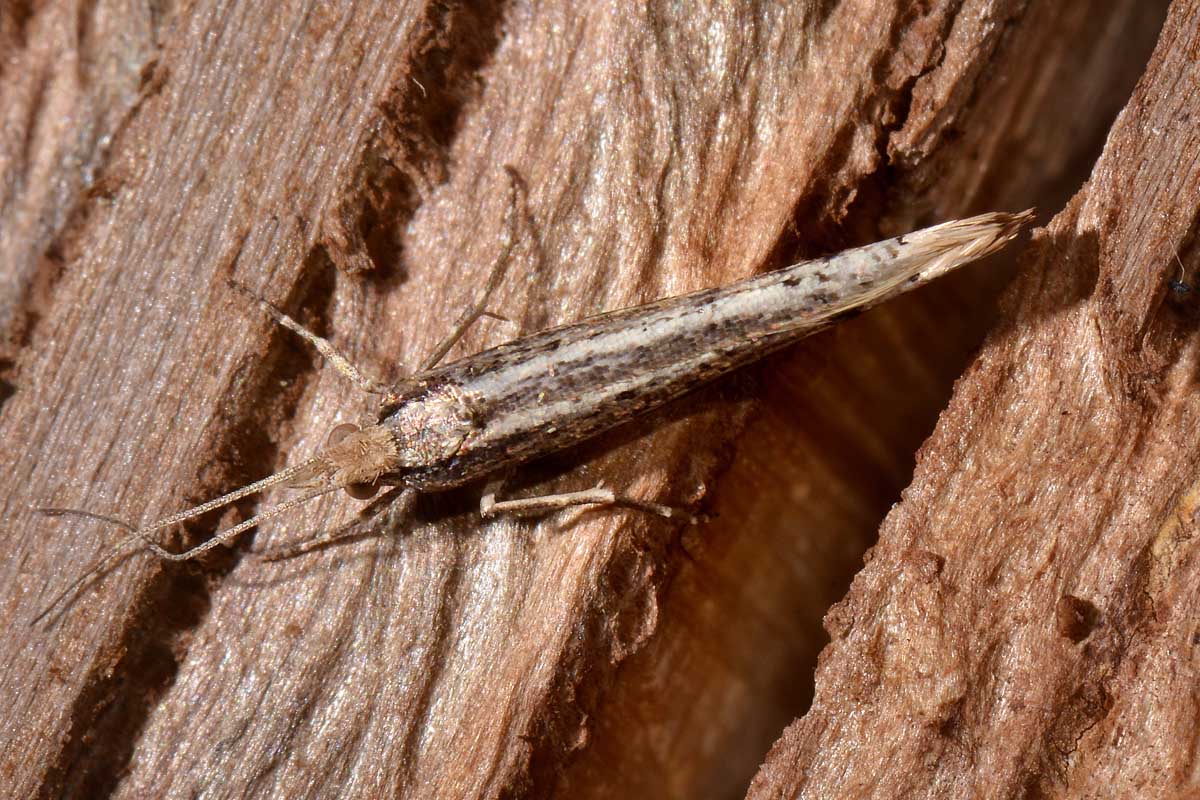 Ypsolophidae?  Si, Ypsolopha ustella